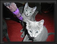 08 - Russisch Blauw Kittens Nicolaya's Cattery.JPG
